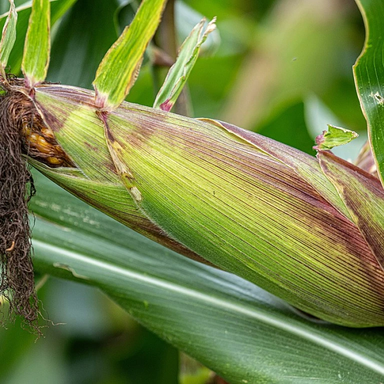 Buddy buddy buddy buddy : l'ascension du beurre de cacahuète bio